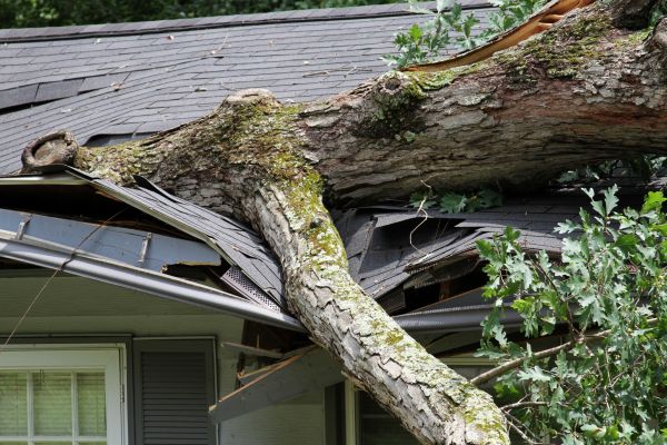 Storm Remediation in Rockledge